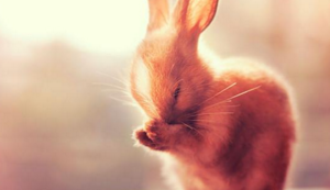 球队前锋球员突破个人得分纪录——从孤胆到传奇的逆袭之路